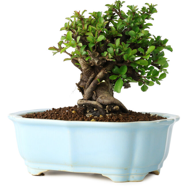 Chaenomeles speciosa, 14 cm, ± 30 anni, con fiori rossi, in un vaso cinese modellato da Yixing