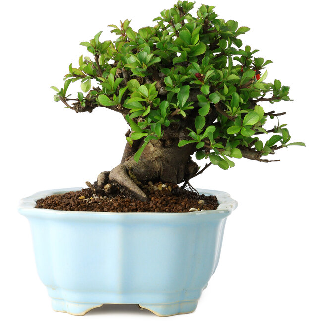 Chaenomeles speciosa, 14 cm, ± 30 years old, with red flowers, in a Chinese molded pot by Yixing