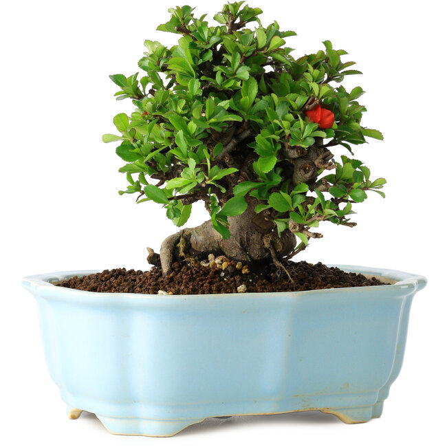 Chaenomeles speciosa, 14 cm, ± 30 jaar oud, met rode bloemen, in een Chinese gegoten pot van Yixing