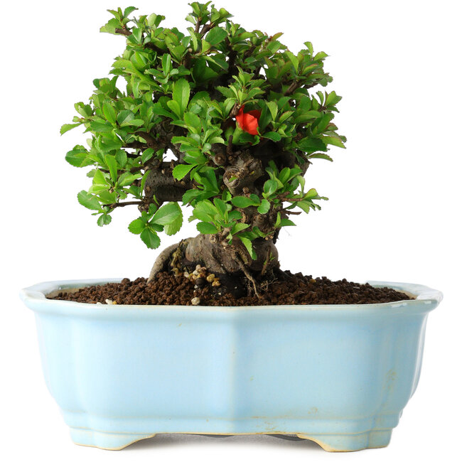 Chaenomeles speciosa, 14 cm, ± 30 anni, con fiori rossi, in un vaso cinese modellato da Yixing