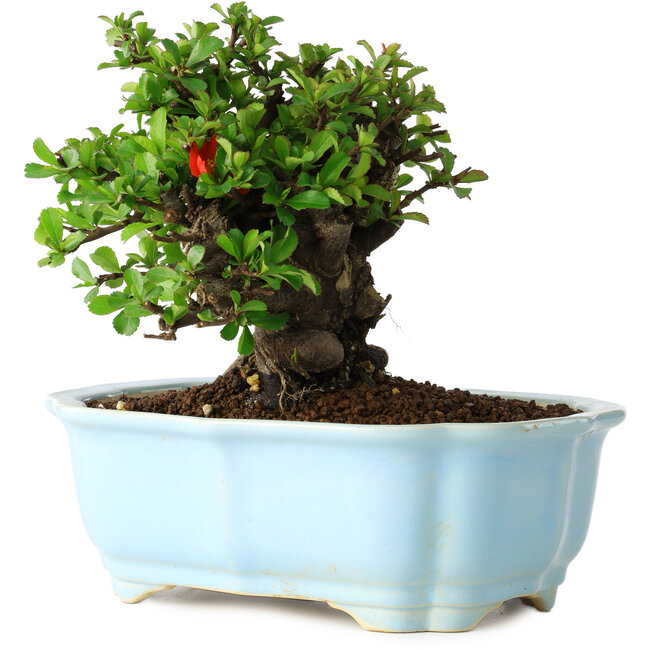 Chaenomeles speciosa, 14 cm, ± 30 jaar oud, met rode bloemen, in een Chinese gegoten pot van Yixing