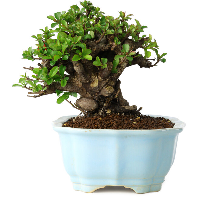 Chaenomeles speciosa, 14 cm, ± 30 jaar oud, met rode bloemen, in een Chinese gegoten pot van Yixing