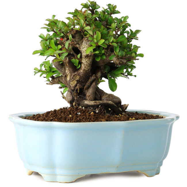 Chaenomeles speciosa, 14 cm, ± 30 years old, with red flowers, in a Chinese molded pot by Yixing