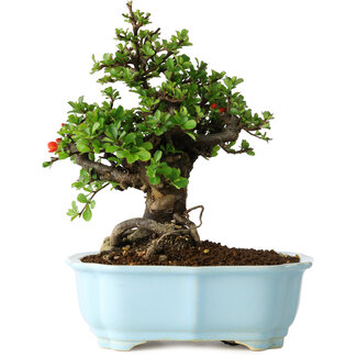 Yixing Chaenomeles speciosa, 21 cm, ± 30 jaar oud