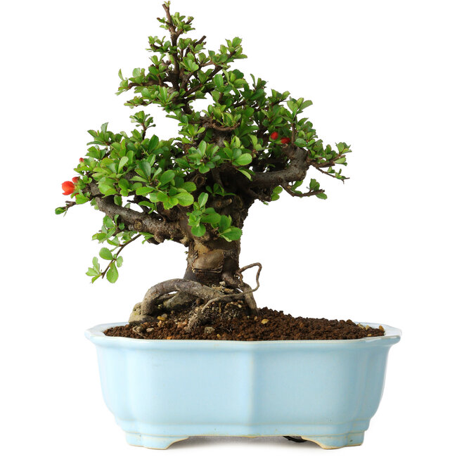 Chaenomeles speciosa, 21 cm, ± 30 ans, à fleurs rouges, dans un pot moulé chinois de Yixing