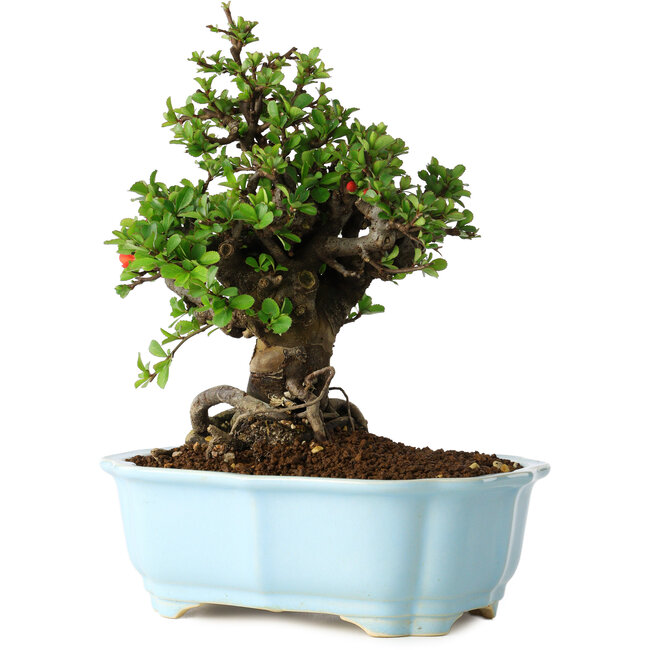 Chaenomeles speciosa, 21 cm, ± 30 Jahre alt, mit roten Blüten, in einem chinesischen Formtopf von Yixing