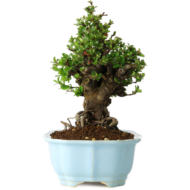 Chaenomeles speciosa, 21 cm, ± 30 anni, con fiori rossi, in un vaso cinese modellato da Yixing