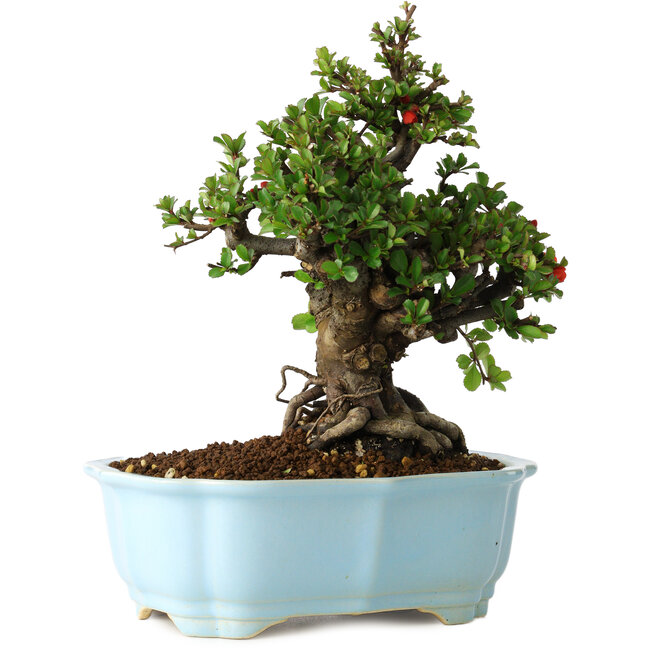 Chaenomeles speciosa, 21 cm, ± 30 jaar oud, met rode bloemen, in een Chinese gegoten pot van Yixing