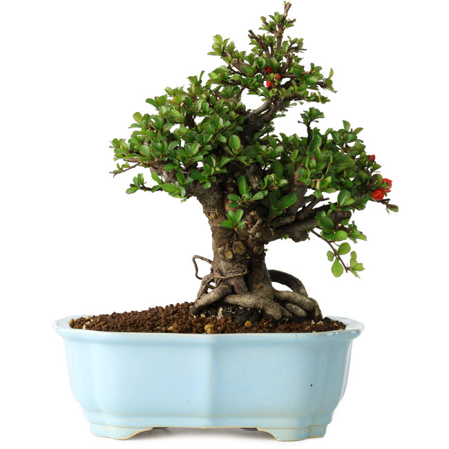 Chaenomeles speciosa, 21 cm, ± 30 jaar oud, met rode bloemen, in een Chinese gegoten pot van Yixing