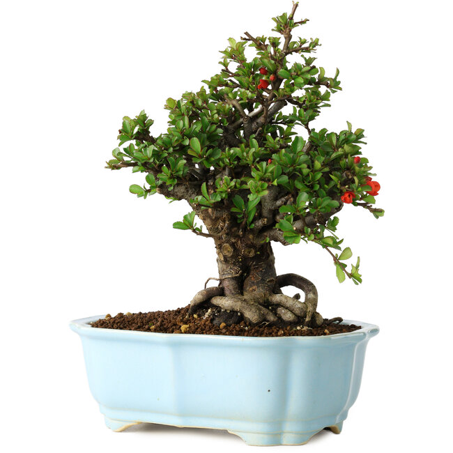 Chaenomeles speciosa, 21 cm, ± 30 years old, with red flowers, in a Chinese molded pot by Yixing