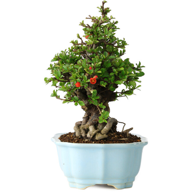 Chaenomeles speciosa, 21 cm, ± 30 anni, con fiori rossi, in un vaso cinese modellato da Yixing