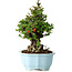 Chaenomeles speciosa, 21 cm, ± 30 ans, à fleurs rouges, dans un pot moulé chinois de Yixing