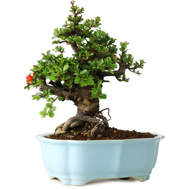 Chaenomeles speciosa, 21 cm, ± 30 years old, with red flowers, in a Chinese molded pot by Yixing