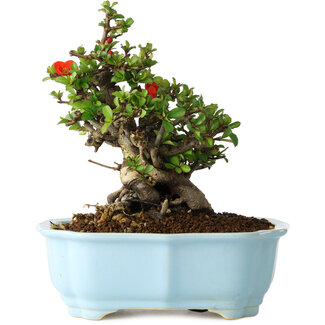 Yixing Chaenomeles speciosa, 18 cm, ± 30 jaar oud