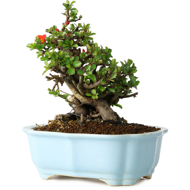 Chaenomeles speciosa, 18 cm, ± 30 años, con flores rojas, en una maceta china moldeada por Yixing
