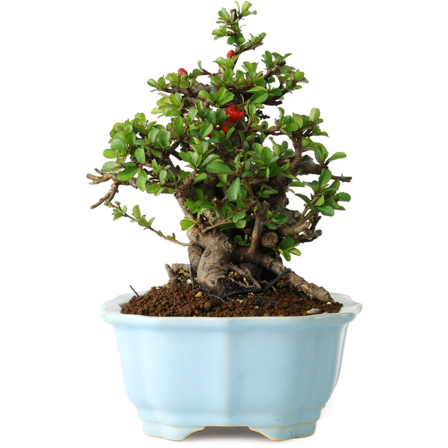 Chaenomeles speciosa, 18 cm, ± 30 ans, à fleurs rouges, dans un pot moulé chinois de Yixing