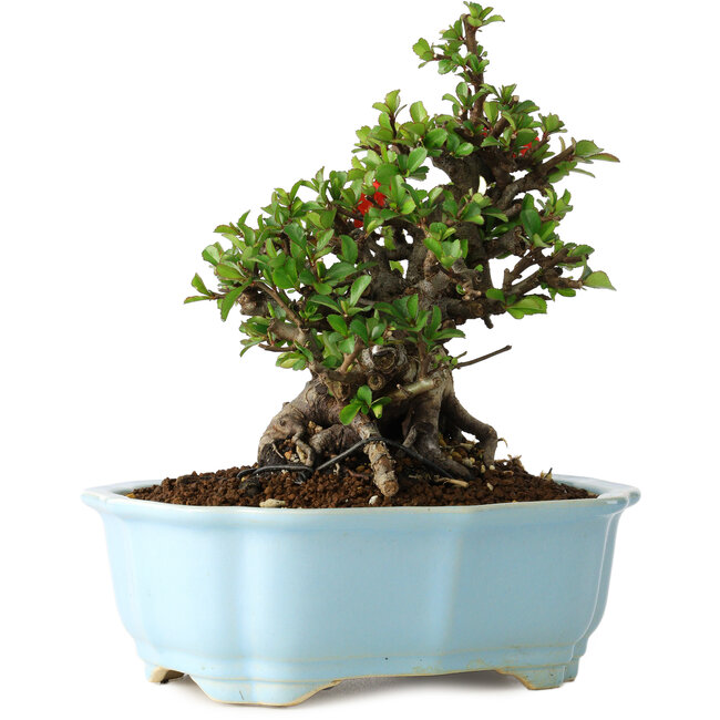 Chaenomeles speciosa, 18 cm, ± 30 Jahre alt, mit roten Blüten, in einem chinesischen Formtopf von Yixing