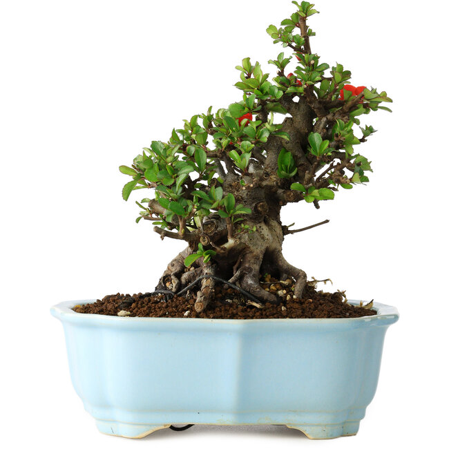 Chaenomeles speciosa, 18 cm, ± 30 jaar oud, met rode bloemen, in een Chinese gegoten pot van Yixing