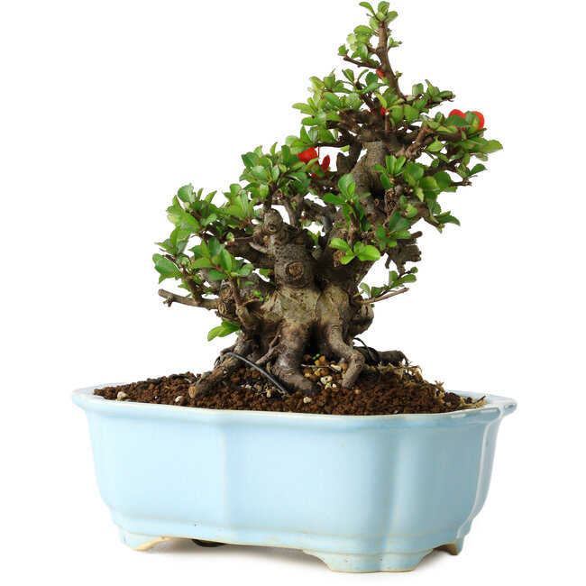 Chaenomeles speciosa, 18 cm, ± 30 years old, with red flowers, in a Chinese molded pot by Yixing