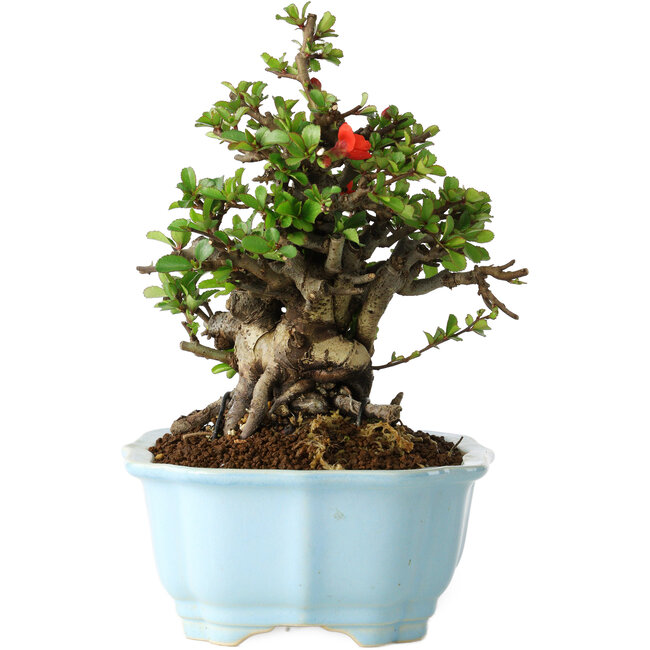 Chaenomeles speciosa, 18 cm, ± 30 ans, à fleurs rouges, dans un pot moulé chinois de Yixing