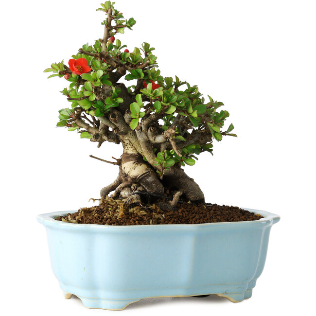 Chaenomeles speciosa, 18 cm, ± 30 Jahre alt, mit roten Blüten, in einem chinesischen Formtopf von Yixing