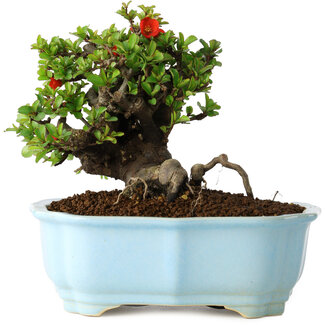 Yixing Chaenomeles speciosa, 15 cm, ± 30 jaar oud