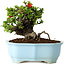 Chaenomeles speciosa, 15 cm, ± 30 jaar oud, met rode bloemen, in een Chinese gegoten pot van Yixing