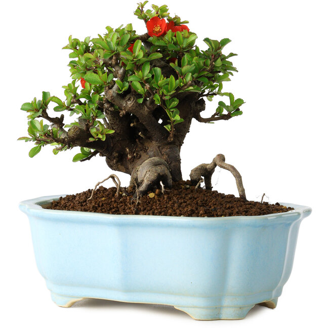 Chaenomeles speciosa, 15 cm, ± 30 jaar oud, met rode bloemen, in een Chinese gegoten pot van Yixing