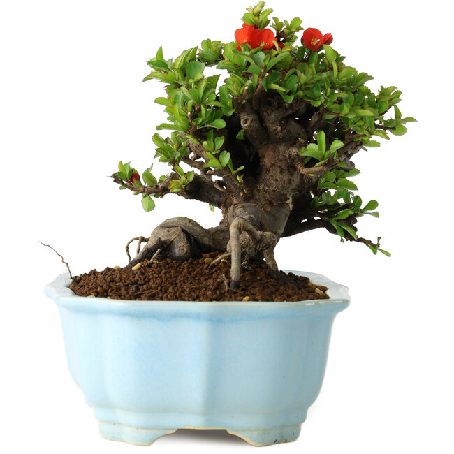 Chaenomeles speciosa, 15 cm, ± 30 jaar oud, met rode bloemen, in een Chinese gegoten pot van Yixing