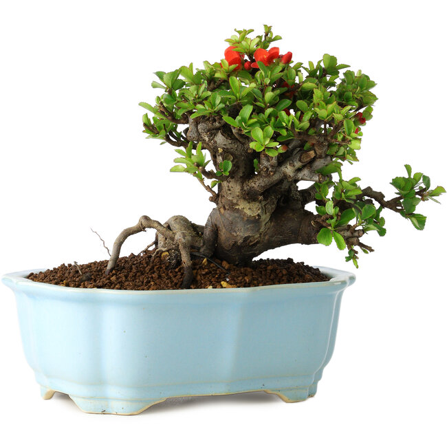 Chaenomeles speciosa, 15 cm, ± 30 Jahre alt, mit roten Blüten, in einem chinesischen Formtopf von Yixing