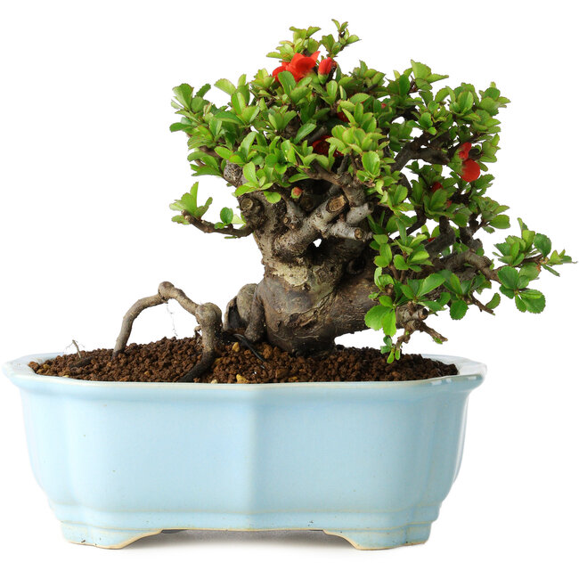 Chaenomeles speciosa, 15 cm, ± 30 Jahre alt, mit roten Blüten, in einem chinesischen Formtopf von Yixing