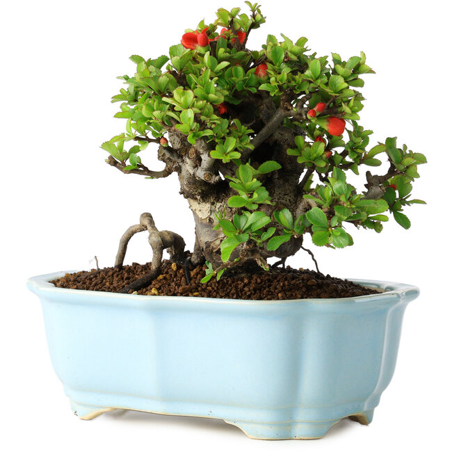 Chaenomeles speciosa, 15 cm, ± 30 ans, à fleurs rouges, dans un pot moulé chinois de Yixing