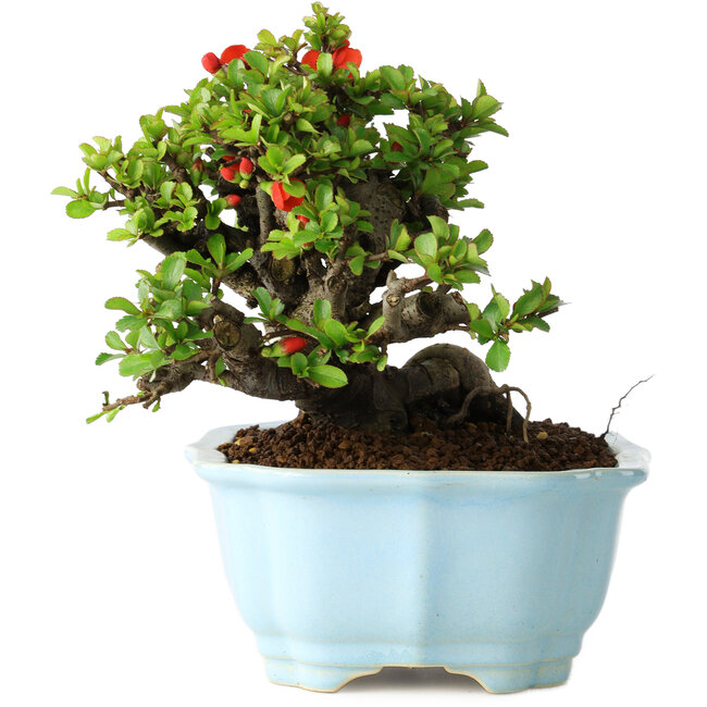 Chaenomeles speciosa, 15 cm, ± 30 anni, con fiori rossi, in un vaso cinese modellato da Yixing