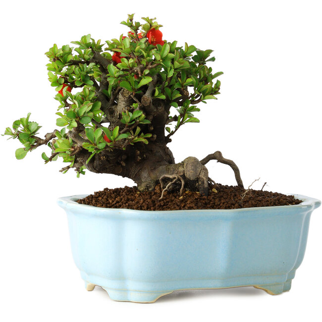 Chaenomeles speciosa, 15 cm, ± 30 ans, à fleurs rouges, dans un pot moulé chinois de Yixing