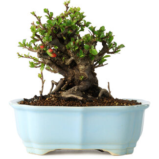 Yixing Chaenomeles speciosa, 14 cm, ± 30 jaar oud