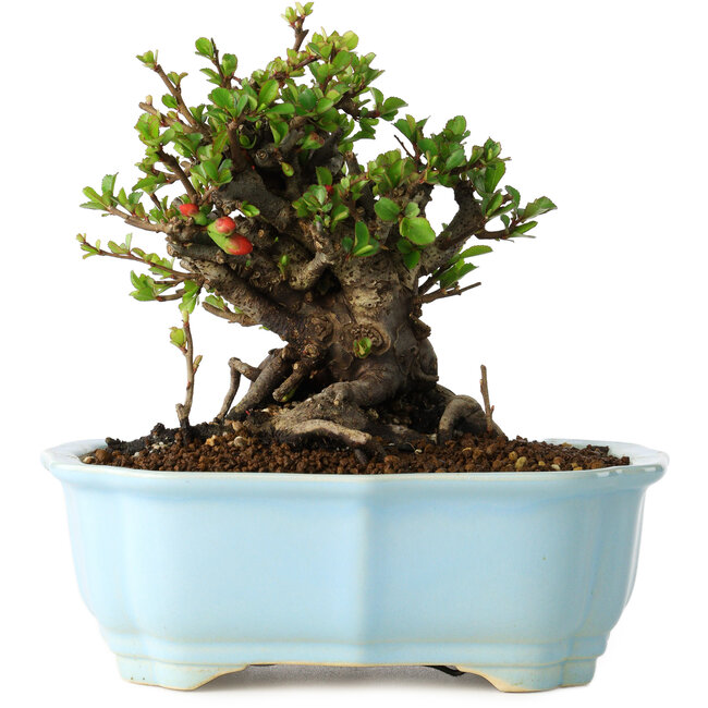 Chaenomeles speciosa, 14 cm, ± 30 anni, con fiori rossi, in un vaso cinese modellato da Yixing