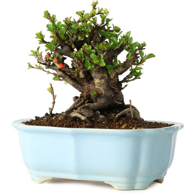 Chaenomeles speciosa, 14 cm, ± 30 years old, with red flowers, in a Chinese molded pot by Yixing
