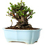 Chaenomeles speciosa, 14 cm, ± 30 anni, con fiori rossi, in un vaso cinese modellato da Yixing
