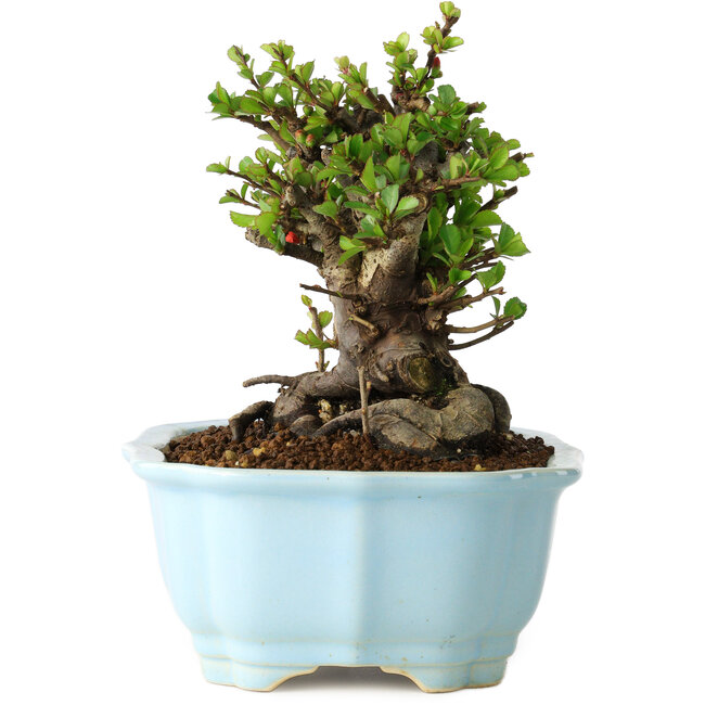 Chaenomeles speciosa, 14 cm, ± 30 anni, con fiori rossi, in un vaso cinese modellato da Yixing