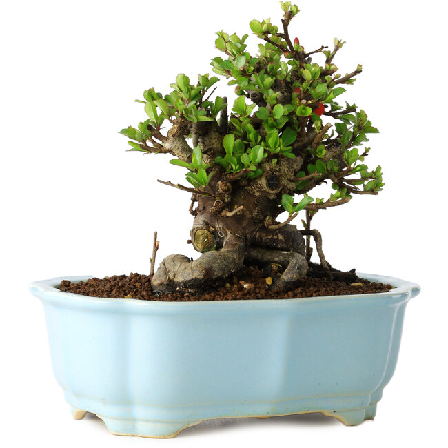 Chaenomeles speciosa, 14 cm, ± 30 anni, con fiori rossi, in un vaso cinese modellato da Yixing