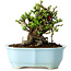 Chaenomeles speciosa, 14 cm, ± 30 anni, con fiori rossi, in un vaso cinese modellato da Yixing