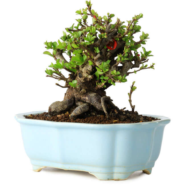 Chaenomeles speciosa, 14 cm, ± 30 ans, à fleurs rouges, dans un pot moulé chinois de Yixing