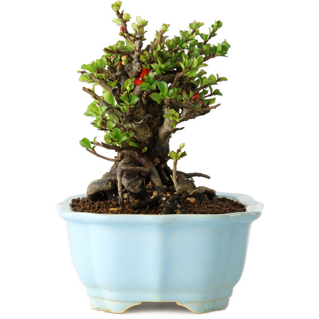 Chaenomeles speciosa, 14 cm, ± 30 Jahre alt, mit roten Blüten, in einem chinesischen Formtopf von Yixing