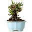 Chaenomeles speciosa, 14 cm, ± 30 anni, con fiori rossi, in un vaso cinese modellato da Yixing