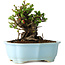 Chaenomeles speciosa, 14 cm, ± 30 anni, con fiori rossi, in un vaso cinese modellato da Yixing