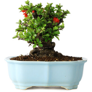 Yixing Chaenomeles speciosa, 15 cm, ± 30 jaar oud