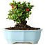 Chaenomeles speciosa, 15 cm, ± 30 años, con flores rojas, en una maceta china moldeada por Yixing
