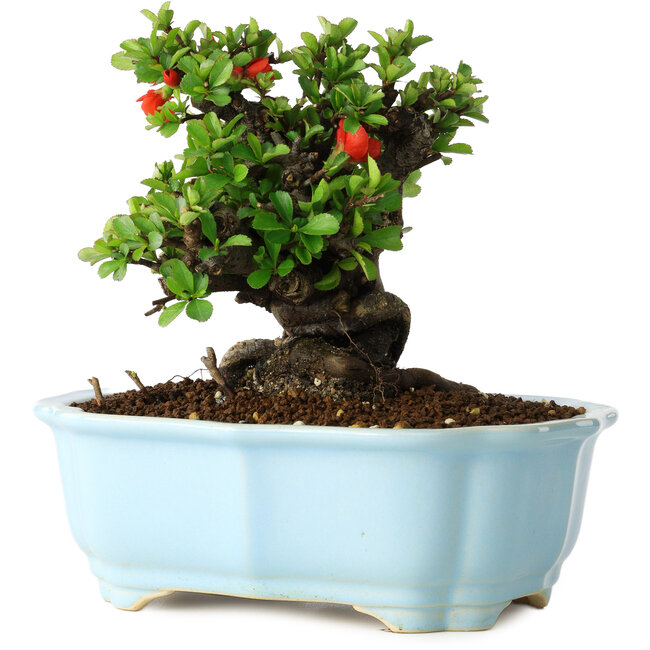 Chaenomeles speciosa, 15 cm, ± 30 jaar oud, met rode bloemen, in een Chinese gegoten pot van Yixing