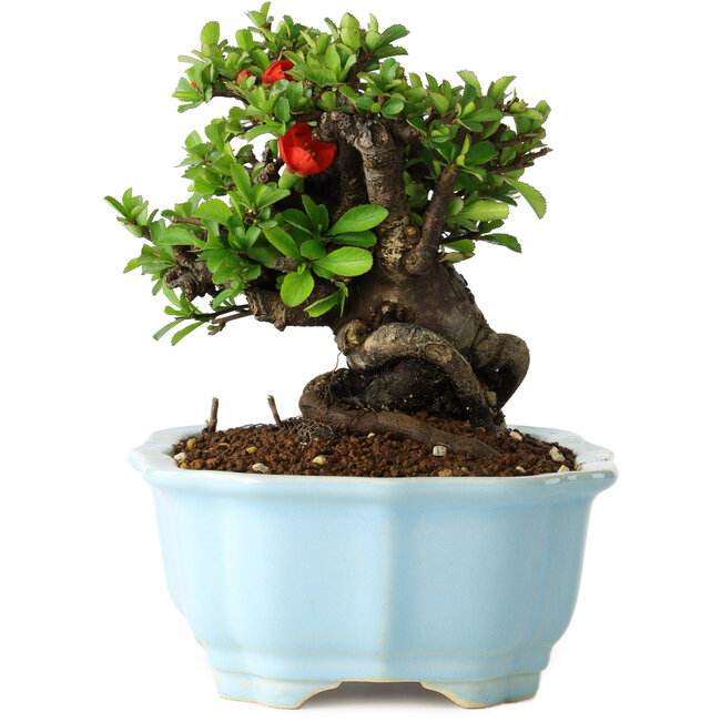 Chaenomeles speciosa, 15 cm, ± 30 jaar oud, met rode bloemen, in een Chinese gegoten pot van Yixing