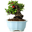 Chaenomeles speciosa, 15 cm, ± 30 anni, con fiori rossi, in un vaso cinese modellato da Yixing